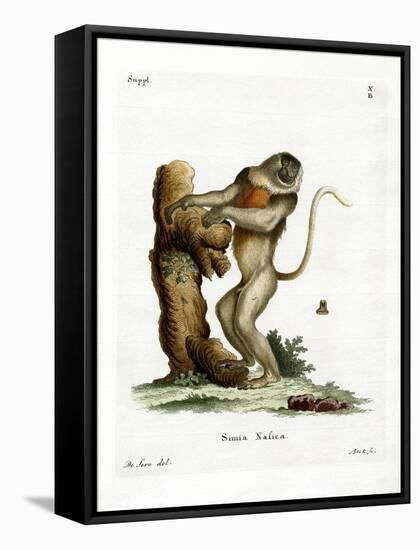 Proboscis Monkey-null-Framed Premier Image Canvas