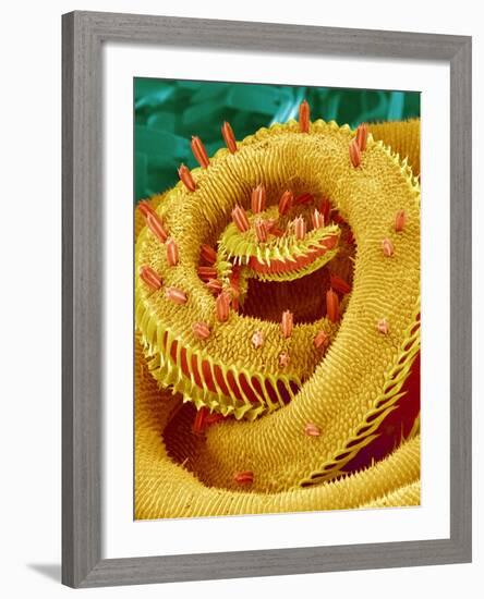 Proboscis Tip of a Swallowtail Butterfly-Micro Discovery-Framed Photographic Print