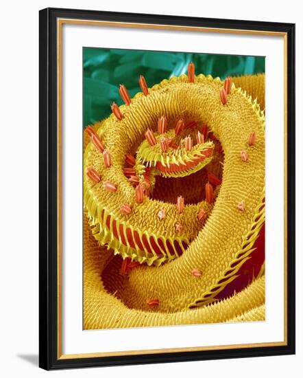 Proboscis Tip of a Swallowtail Butterfly-Micro Discovery-Framed Photographic Print