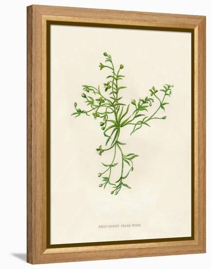 'Procumbent Pearl-Wort', c1891, (1891)-Anne Pratt-Framed Premier Image Canvas