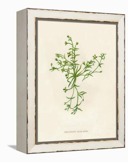 'Procumbent Pearl-Wort', c1891, (1891)-Anne Pratt-Framed Premier Image Canvas