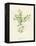 'Procumbent Pearl-Wort', c1891, (1891)-Anne Pratt-Framed Premier Image Canvas