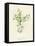 'Procumbent Pearl-Wort', c1891, (1891)-Anne Pratt-Framed Premier Image Canvas