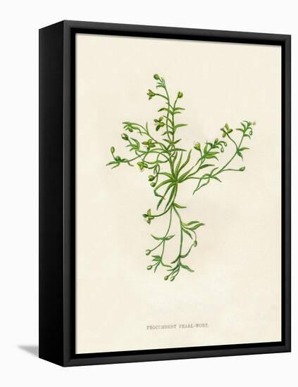 'Procumbent Pearl-Wort', c1891, (1891)-Anne Pratt-Framed Premier Image Canvas