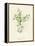 'Procumbent Pearl-Wort', c1891, (1891)-Anne Pratt-Framed Premier Image Canvas