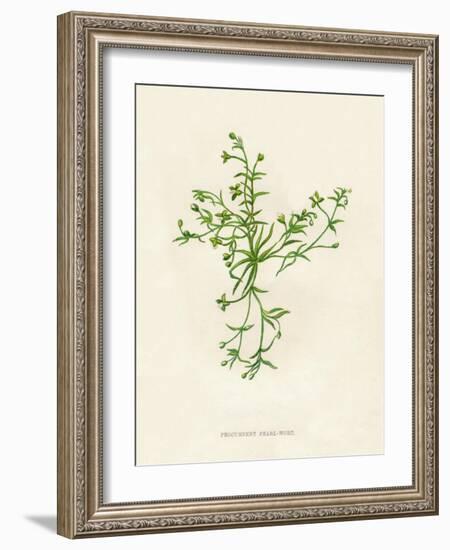 'Procumbent Pearl-Wort', c1891, (1891)-Anne Pratt-Framed Giclee Print