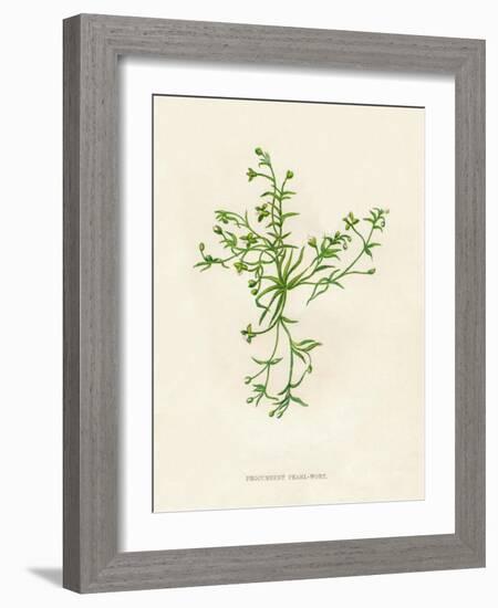 'Procumbent Pearl-Wort', c1891, (1891)-Anne Pratt-Framed Giclee Print