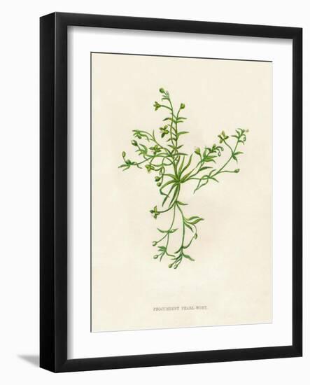 'Procumbent Pearl-Wort', c1891, (1891)-Anne Pratt-Framed Giclee Print