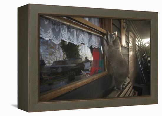 Procyon Lotor-Florian Moellers-Framed Premier Image Canvas