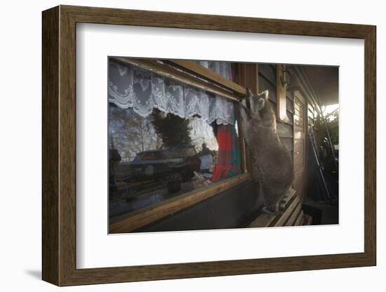 Procyon Lotor-Florian Moellers-Framed Photographic Print