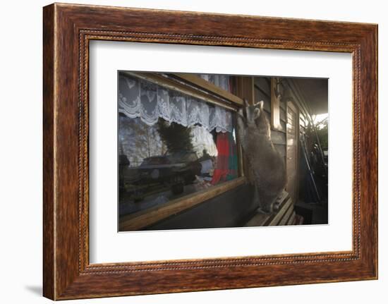 Procyon Lotor-Florian Moellers-Framed Photographic Print