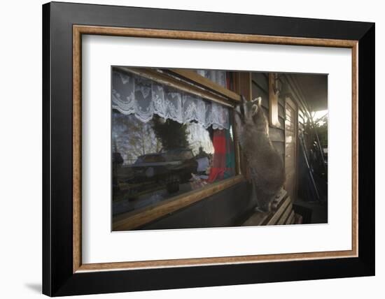 Procyon Lotor-Florian Moellers-Framed Photographic Print