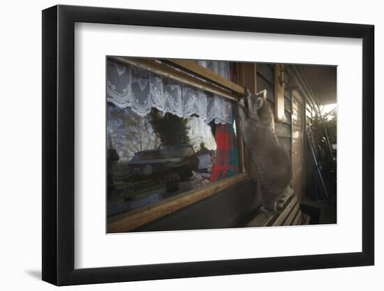 Procyon Lotor-Florian Moellers-Framed Photographic Print