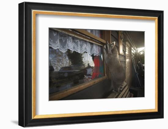 Procyon Lotor-Florian Moellers-Framed Photographic Print