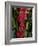 Produce at an Outdoor Market, Helsinki, Finland-Nancy & Steve Ross-Framed Photographic Print