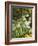 Produce Stall at the Saturday Market, San Ignacio, Belize-William Sutton-Framed Photographic Print