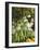 Produce Stall at the Saturday Market, San Ignacio, Belize-William Sutton-Framed Photographic Print