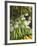 Produce Stall at the Saturday Market, San Ignacio, Belize-William Sutton-Framed Photographic Print