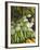 Produce Stall at the Saturday Market, San Ignacio, Belize-William Sutton-Framed Photographic Print