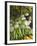 Produce Stall at the Saturday Market, San Ignacio, Belize-William Sutton-Framed Photographic Print