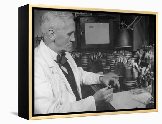 Prof. Alexander Fleming Working in Laboratory-null-Framed Premier Image Canvas