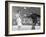 Professional Dancers Performing the Mambo-Yale Joel-Framed Photographic Print