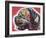 Profile Mastiff-Dean Russo-Framed Giclee Print