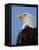 Profile of a Bald Eagle-Joe McDonald-Framed Premier Image Canvas