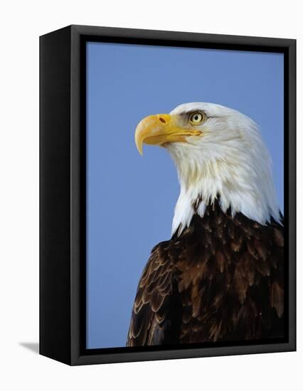Profile of a Bald Eagle-Joe McDonald-Framed Premier Image Canvas