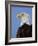 Profile of a Bald Eagle-Joe McDonald-Framed Photographic Print