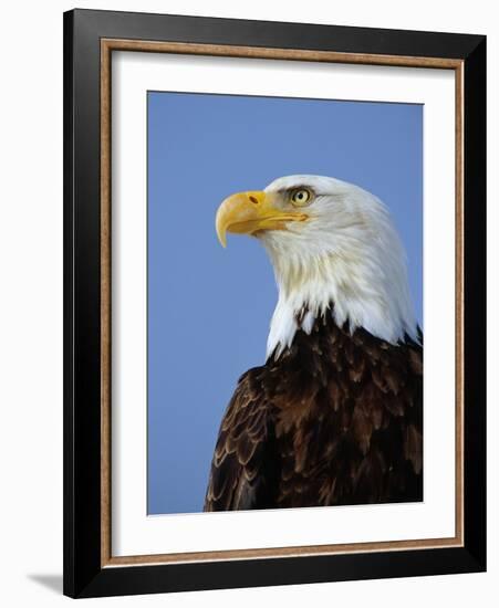 Profile of a Bald Eagle-Joe McDonald-Framed Photographic Print