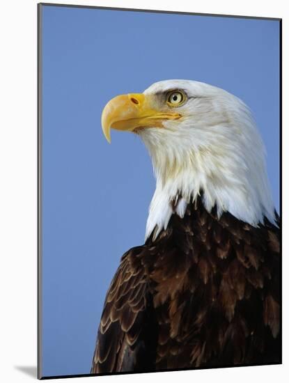 Profile of a Bald Eagle-Joe McDonald-Mounted Photographic Print