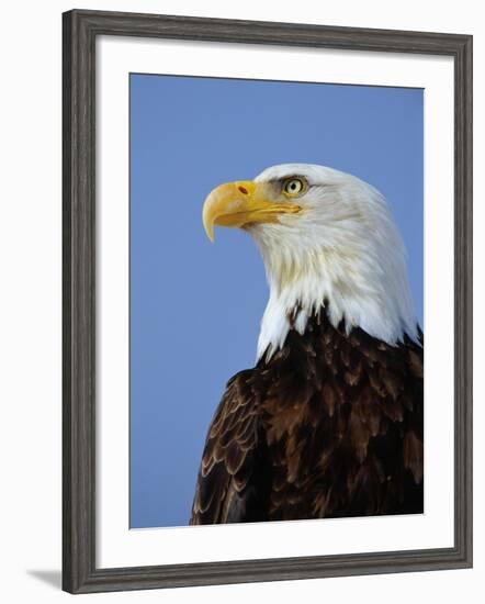 Profile of a Bald Eagle-Joe McDonald-Framed Photographic Print