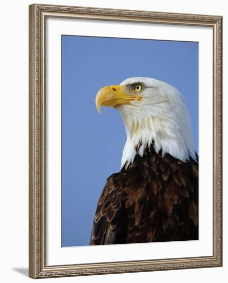 Profile of a Bald Eagle-Joe McDonald-Framed Photographic Print