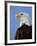 Profile of a Bald Eagle-Joe McDonald-Framed Photographic Print