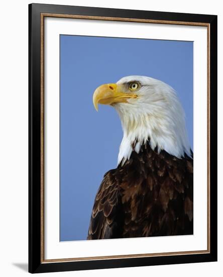 Profile of a Bald Eagle-Joe McDonald-Framed Photographic Print