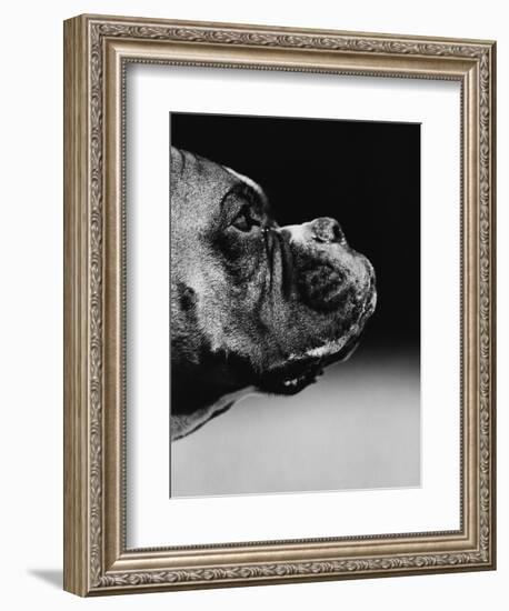 Profile of a Boxer-Henry Horenstein-Framed Photographic Print