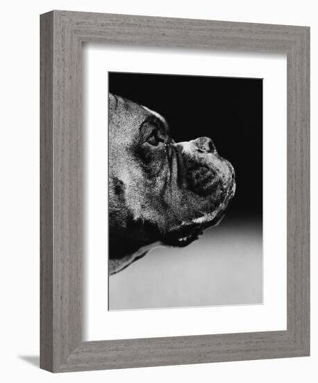 Profile of a Boxer-Henry Horenstein-Framed Photographic Print