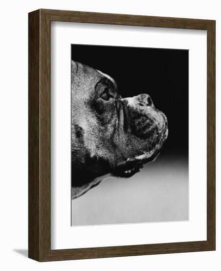 Profile of a Boxer-Henry Horenstein-Framed Photographic Print