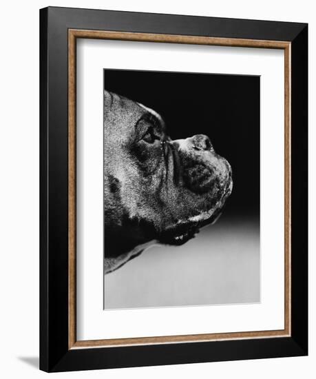 Profile of a Boxer-Henry Horenstein-Framed Photographic Print