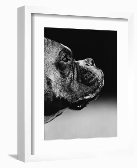 Profile of a Boxer-Henry Horenstein-Framed Photographic Print