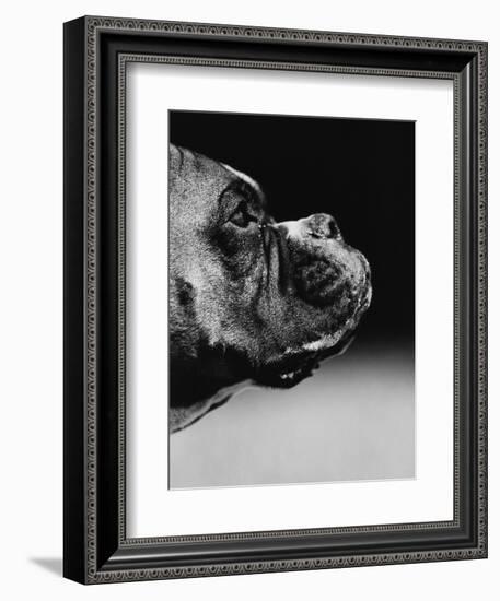 Profile of a Boxer-Henry Horenstein-Framed Photographic Print