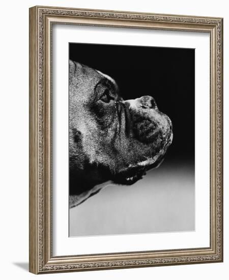 Profile of a Boxer-Henry Horenstein-Framed Photographic Print