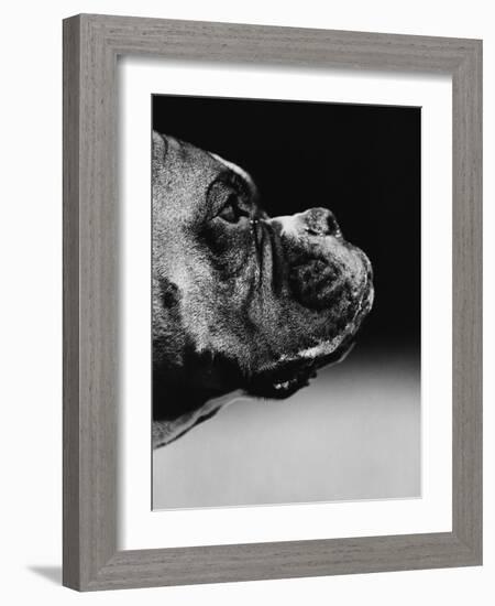 Profile of a Boxer-Henry Horenstein-Framed Photographic Print