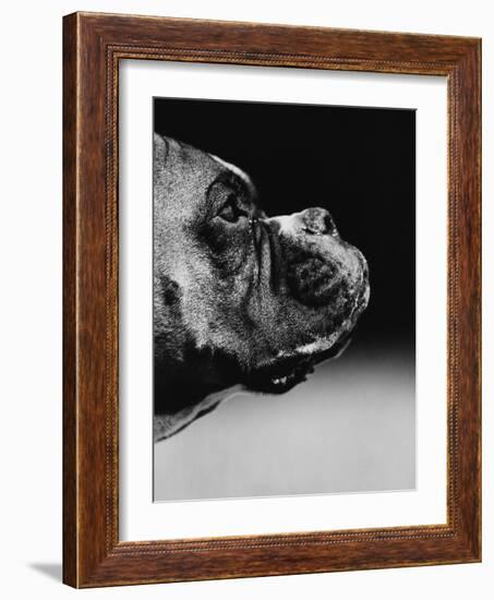 Profile of a Boxer-Henry Horenstein-Framed Photographic Print