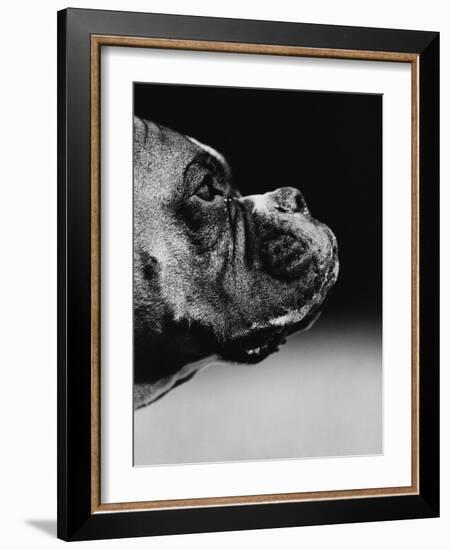 Profile of a Boxer-Henry Horenstein-Framed Photographic Print