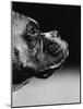 Profile of a Boxer-Henry Horenstein-Mounted Photographic Print