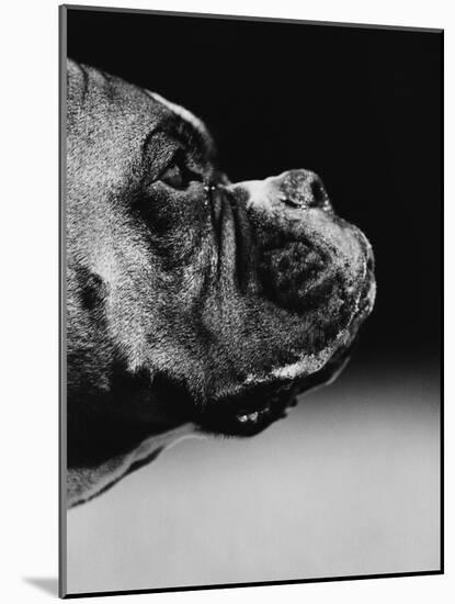 Profile of a Boxer-Henry Horenstein-Mounted Photographic Print