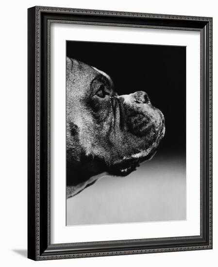 Profile of a Boxer-Henry Horenstein-Framed Photographic Print