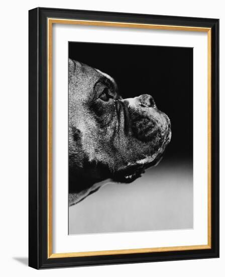 Profile of a Boxer-Henry Horenstein-Framed Photographic Print